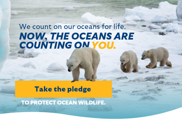 Take the pledge to protect ocean wildlife.