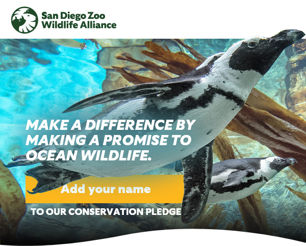 San Diego Zoo Wildlife Alliance - Make a difference by making a promise to ocean wildlife. Add your name to our conservation pledge.