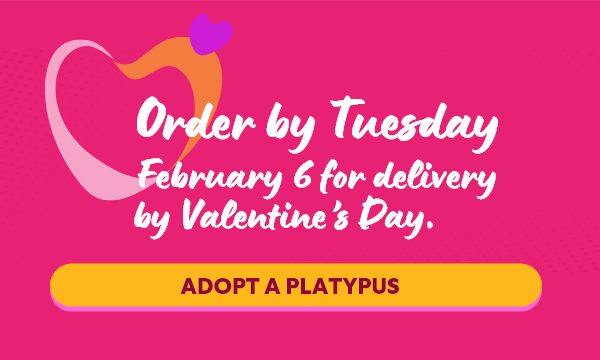 Order by Tuesday February 6 for delivery by Valentine's Day. Adopt a Platypus