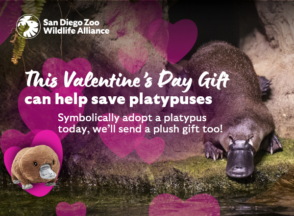 San Diego Zoo Wildlife Alliance - This Valentine's Day Gift can save platypuses - Symbolically adopt a platypus today, we'll send a plush gift too!