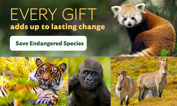 Every gift adds up to lasting change. Save Endangered Species