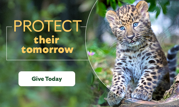 Protect their tomorrow. Give Today