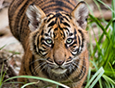 Sumatran Tiger Cub