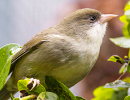 Akikiki, an endangered Hawaiian bird