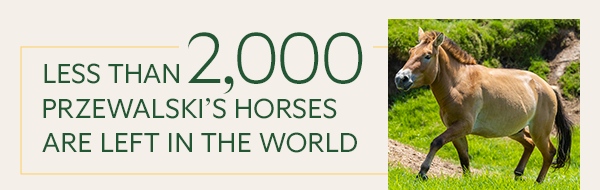 Less than 2000 Przewalski's Horses are left in the world