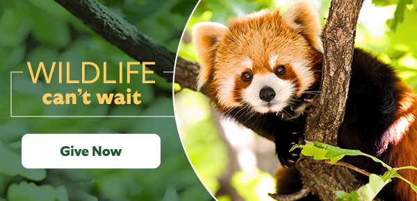 Wildlife can't wait. Give now