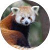 Save red pandas