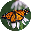 Protect Monarch Butterflies