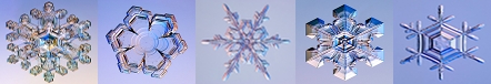 Biomimicry Snowflakes