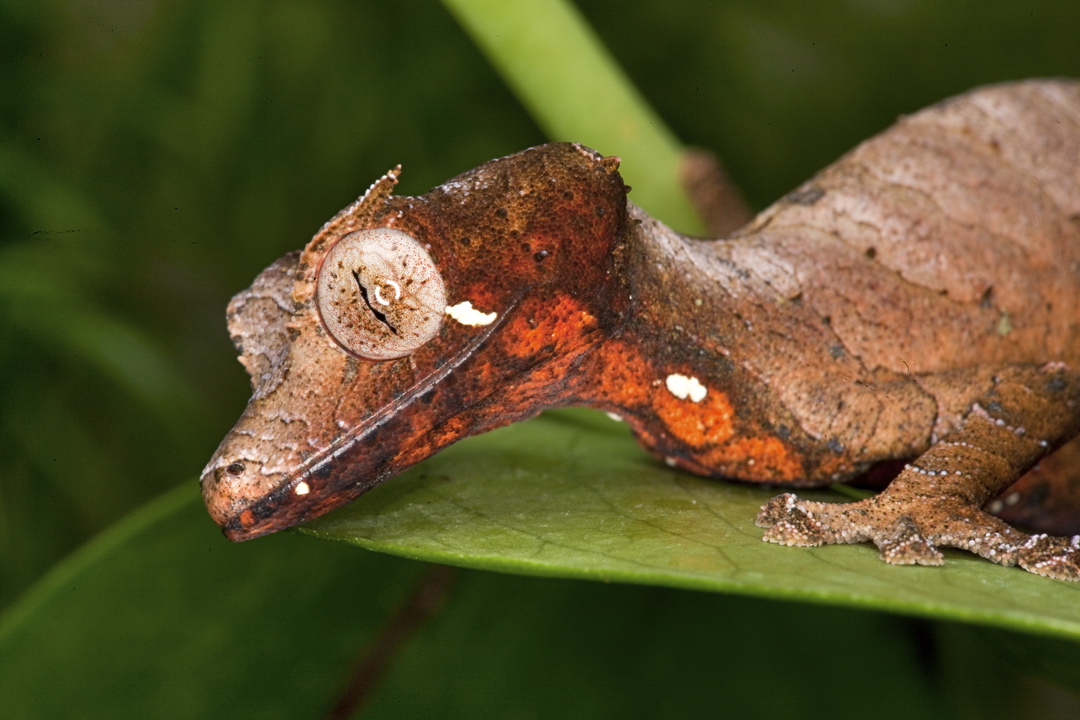 Biomimicry Gecko