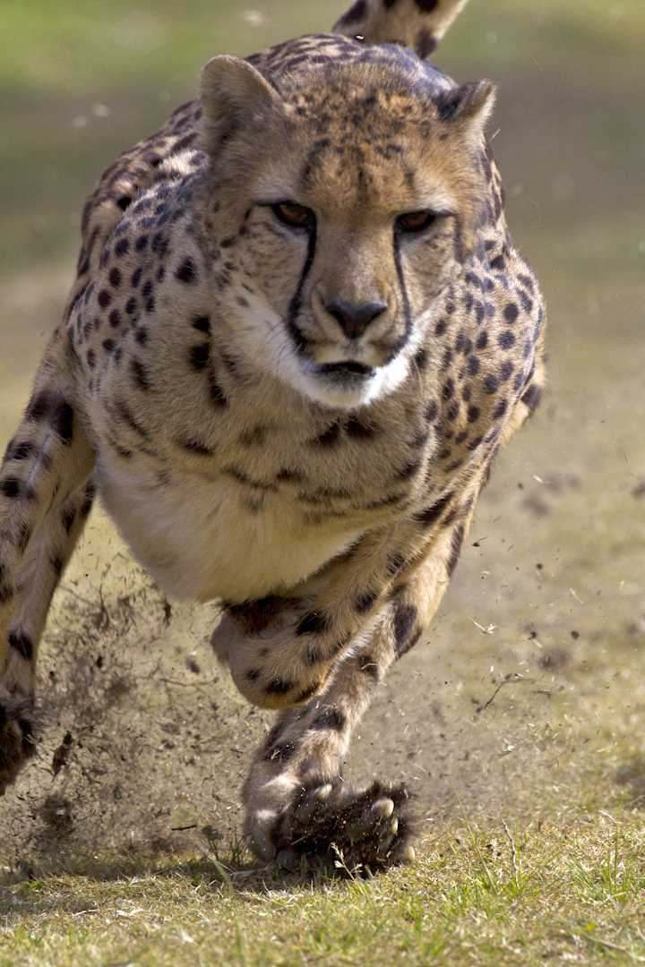 Biomimicry Cheetah