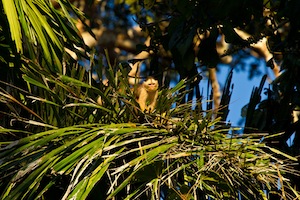 Capuchin in Palm