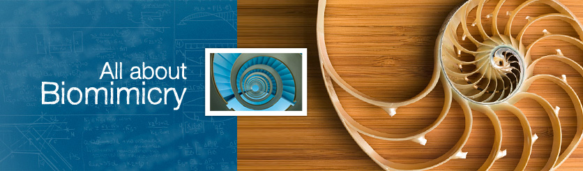Biomimicry Newsletter Header