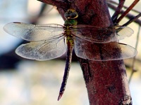 dragonfly.jpeg
