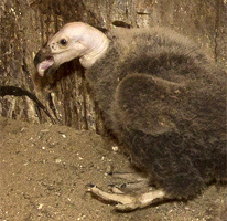 Condor Chick Update: Fledged!