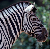 Zebras: It's in the Stripes