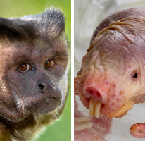 Habitat Makeover: Capuchins vs. Naked Mole-rats