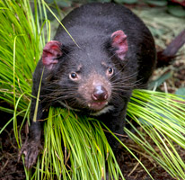 Conservation Wish List: Tasmanian Devils