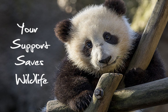 Your Support Saves Wildlife
