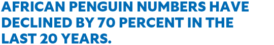 African penguin numbers have declined by 70 percent in the last 20 years.